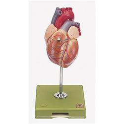 Heart, natural size - bicuspid, tricuspid semilunar and sigmoid valve