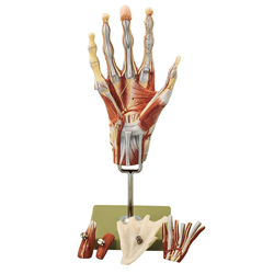 Muscles of the Hand with Base of Forearm